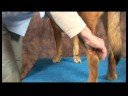 Köpek Acupressure İçin Kalça Dysplasia: Köpek Acupressure İçin Kalça Dysplasia: Kunlun Dağları Resim 3
