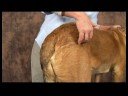 Köpek Acupressure İçin Kalça Dysplasia: Köpek Acupressure İçin Kalça Dysplasia: Sabit Dikiş Resim 3