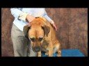 Köpek Acupressure İçin Kalça Dysplasia: Köpek Acupressure Noktaları Genel Artrit İçin Resim 3