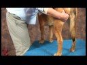 Köpek Acupressure İçin Kalça Dysplasia: Köpek Masaj İçin Kalça Dysplasia: Bacaklar Resim 3