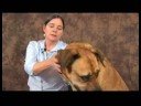 Köpek Dirsek Artrit İçin Akupunktur : Bitirme Köpek Akupunktur Seansları Resim 3