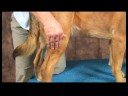 Köpek Dirsek Artrit İçin Akupunktur : Dirsek Artrit İçin Köpek Akupunktur: Üç Kilometre Koşmak Resim 3