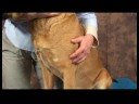 Köpek Dirsek Artrit İçin Akupunktur : Köpek Dirsek Artrit İçin Akupunktur: Çarpık Havuzu Resim 3