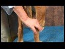 Köpek Dirsek Artrit İçin Akupunktur : Köpek Dirsek Artrit İçin Akupunktur: Kunlun Dağ Resim 3