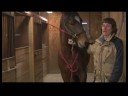 Atçılık Masaj : Atçılık Masaj Sonrası Dinlenme Atları  Resim 4