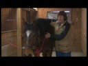 Atçılık Masaj Hazırlanışı : At Masaj İçin Anlayış Atları  Resim 4
