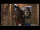 Atçılık Masaj Hazırlanışı : Boğaz Atlar İçin Masaj At  Resim 4