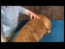 Köpek Acupressure İçin Geri Sorunlar: Köpek Acupressure İçin Geri Sorunlar: Böbrekler İçi Boş Resim 4