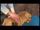 Köpek Acupressure İçin Geri Sorunlar: Köpek Acupressure İçin Geri Sorunlar: Büyük Servisi Resim 4