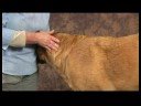 Köpek Acupressure İçin Geri Sorunlar: Köpek Acupressure İçin Geri Sorunlar: Rüzgar Gölet Resim 4