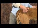 Köpek Acupressure İçin Kalça Dysplasia: Köpek Acupressure İçin Kalça Dysplasia: Sabit Dikiş Resim 4