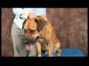 Köpek Acupressure İçin Kalça Dysplasia: Köpek Acupressure Noktaları Genel Artrit İçin Resim 4
