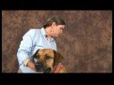 Köpek Acupressure İçin Kalça Dysplasia: Köpek Acupressure Yararları İçin Kalça Dysplasia Resim 4