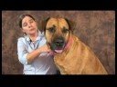 Köpek Dirsek Artrit İçin Akupunktur : Bitirme Köpek Akupunktur Seansları Resim 4