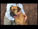 Köpek Dirsek Artrit İçin Akupunktur : Dirsek Artrit İçin Köpek Akupunktur: Omuz Kemik Resim 4