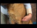 Köpek Dirsek Artrit İçin Akupunktur : Köpek Dirsek Artrit İçin Akupunktur: Çarpık Havuzu Resim 4