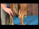 Köpek Dirsek Artrit İçin Akupunktur : Köpek Dirsek Artrit İçin Akupunktur: Kunlun Dağ Resim 4