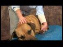Köpek Dirsek Artrit İçin Akupunktur : Köpek Dirsek Artrit İçin Akupunktur: Üç Mil Kolu  Resim 4