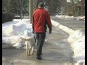 Rehber Köpek Eğitimi : Kör Ve Görme Engelliler İçin Rehber Köpekler  Resim 4