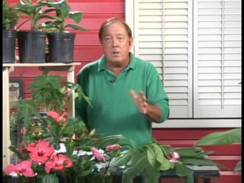Artan İhtiyaçlarını : Plumeria Bitkiler Yayılıyor\ Bitkileri