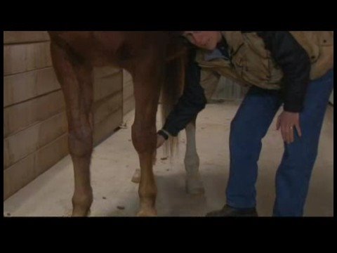 At Masaj Değerlendirme: At Kas Ağrı