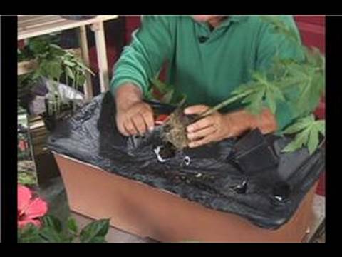 Bir Earthbox İçinde Sebze Ve Meyve Ağaçları Büyüyen : Büyüyen Papaya