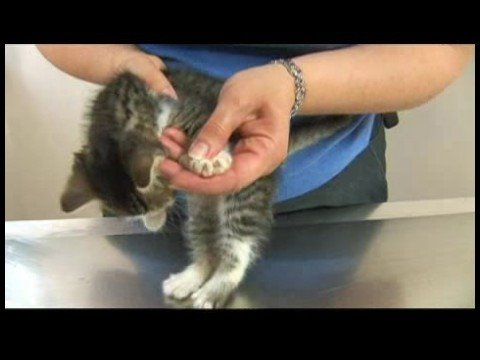 Kedi Bakım İpuçları : Kedi Bakım: Kontrol Tırnaklar Resim 1