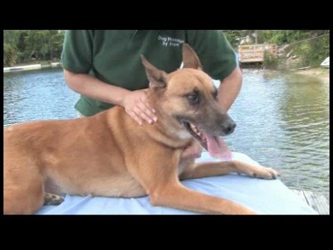Köpek Masajı : Lenfatik Drenaj İçin Köpek Masaj 