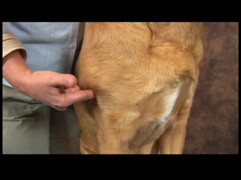 Köpek Omuz Artrit İçin Akupunktur : Köpek Omuz Artrit İçin Akupunktur: Omuz Dikiş Geri  Resim 1