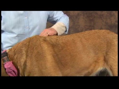 Köpek Omuz Artrit İçin Akupunktur : Omuz Artrit İçin Köpek Masaj: Omuz Masaj
