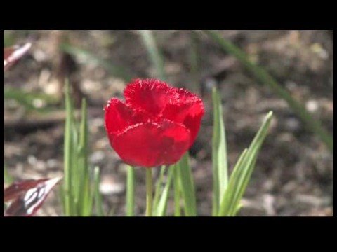 Nasıl Çiçek Açmış Bahar Çiçekleri Tanımlamak İçin : Bordo Dantel Lale