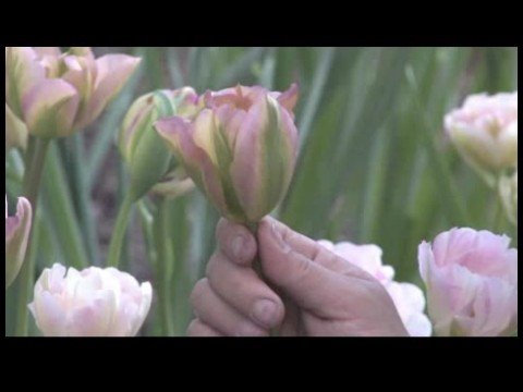 Nasıl Çiçek Açmış Bahar Çiçekleri Tanımlamak İçin : Grönland Lale Resim 1