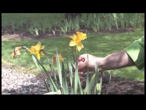 Nasıl Çiçek Açmış Bahar Çiçekleri Tanımlamak İçin : Hollandalı Usta Nergis Resim 1
