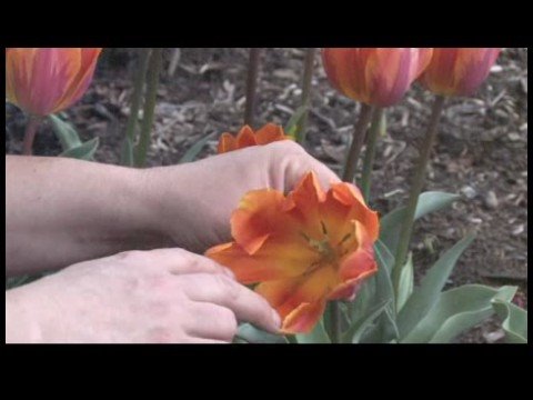 Nasıl Çiçek Açmış Bahar Çiçekleri Tanımlamak İçin : Prenses Irene Lale