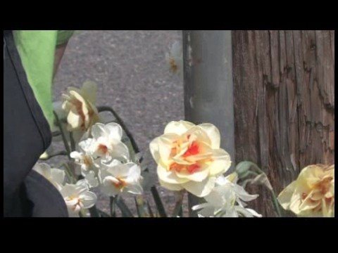 Nasıl Çiçek Açmış Bahar Çiçekleri Tanımlamak İçin : Tahiti Nergis
