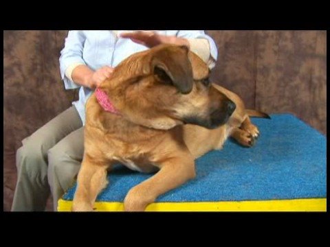 Omuz Artrit İçin Acupressure Köpek: Bir Köpek Acupressure Oturumunu Bitirme Resim 1