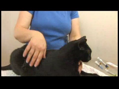 Ortak Kedi Sağlık Problem: Kediler İlaç Vermesini Nasıl