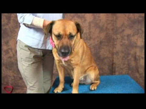 Romatizmalı Köpekler İçin Akupunktur : Akupunktur Köpek Evcil Hayvan Konumlandırma