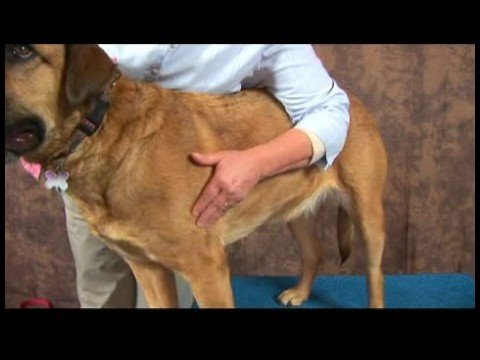 Romatizmalı Köpekler İçin Akupunktur : Akupunktur Noktaları Bulma Köpek Resim 1