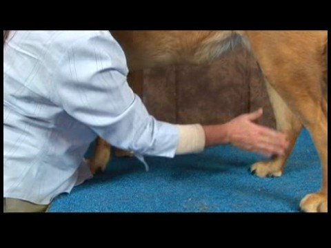 Romatizmalı Köpekler İçin Akupunktur : Büyük Dökme Köpek Akupunktur Noktası Resim 1