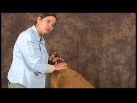 Romatizmalı Köpekler İçin Akupunktur : Köpek Akupunktur Seans Kapanış Resim 1