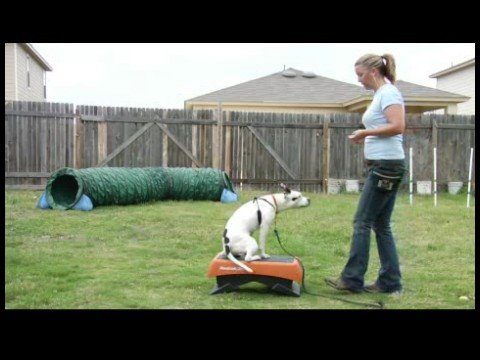 Temel Köpek Eğitim İpuçları : Kalmak İçin Bir Köpek Öğretmek  Resim 1