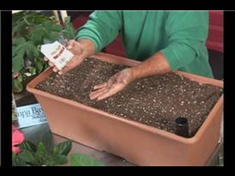 Tohum Yayılma Tarafından Sebze Yetiştirme : Büyüyen Turp Resim 1