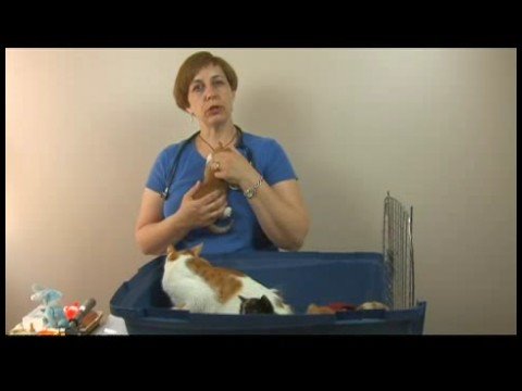Yavru Kedi Bakımı: Yetiştirme Sağlıklı Yavru Kedi
