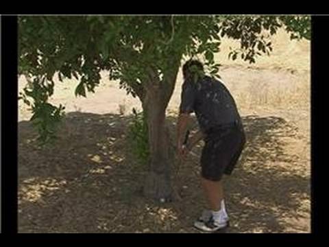 Zor Ders Koşulları İçinde Golf Oynarken: Golf Oynarken: Ağaçlar Resim 1