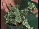 Büyüyen Bitkiler İhtiyaçları: Alacalı Ivy Büyüyen