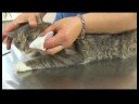 Kedi Bakım İpuçları : Kedi Bakım: Diş Fırçalama 