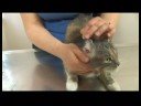 Kedi Bakım İpuçları : Kedi Damat: Kulak Temizleme