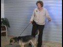 Köpek Eğitim Yaka Ve Tasma : Köpek Tasma Eğitimi