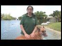 Köpek Masaj : Su Terapisi Faydaları Köpek 